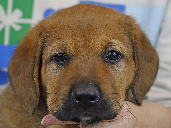 chinook puppy